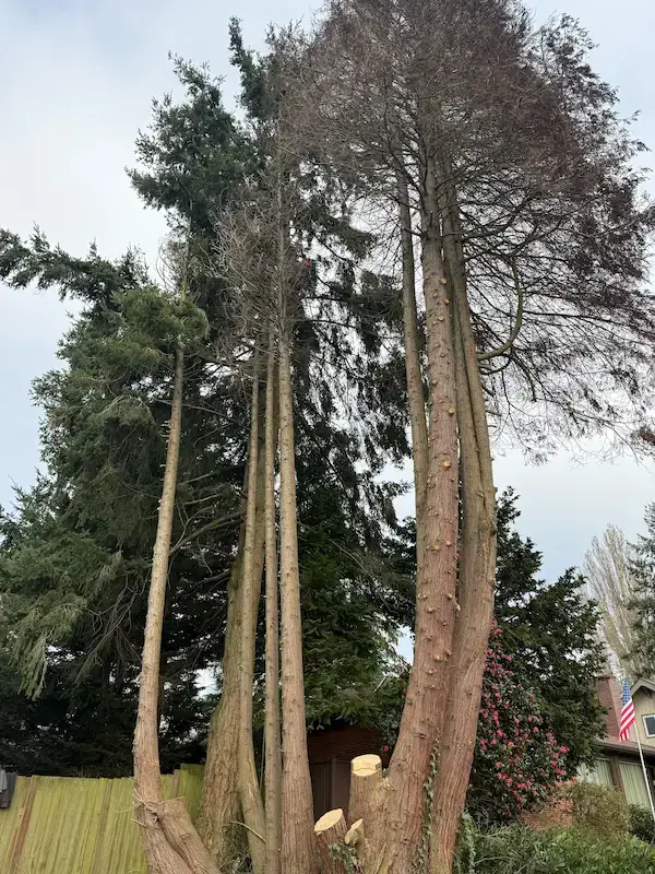 PNW Arbor Care tree service action 8
